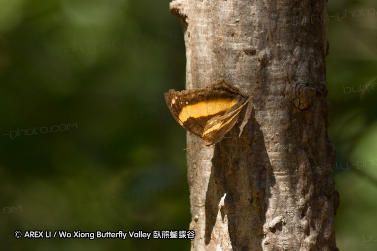 140308_inthanon_035.jpg