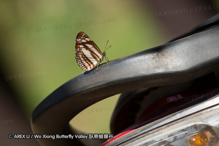 140308_inthanon_041.jpg
