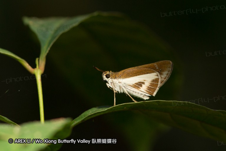 140308_inthanon_076.jpg