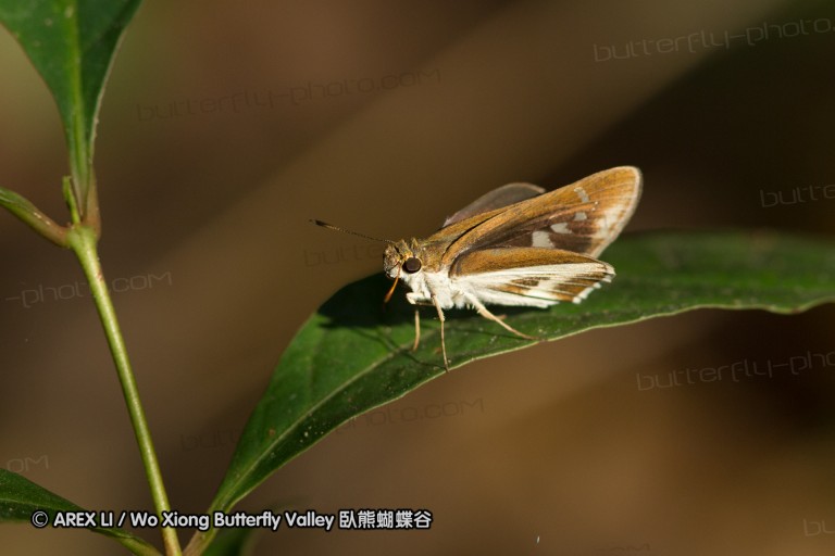 140308_inthanon_077.jpg