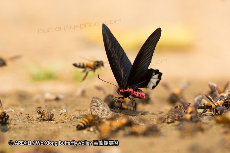140309_chiangdao_020.jpg