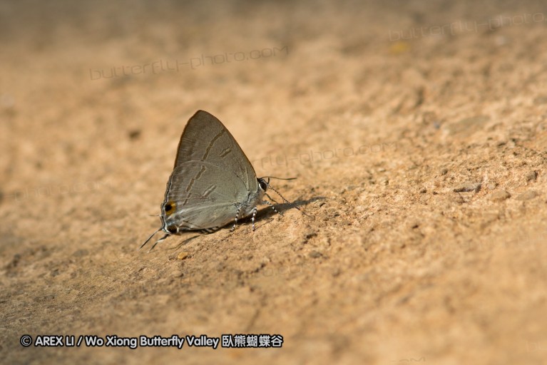 140309_chiangdao_023.jpg