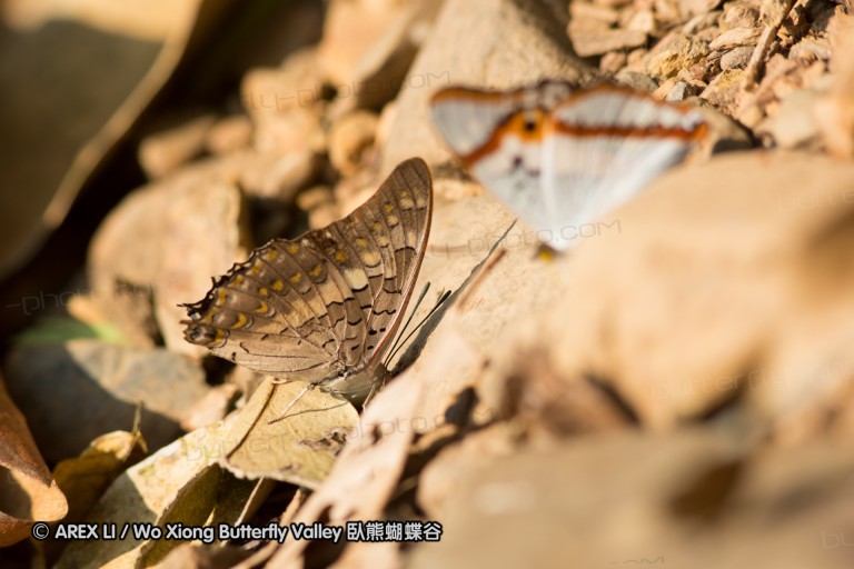 140309_chiangdao_031.jpg