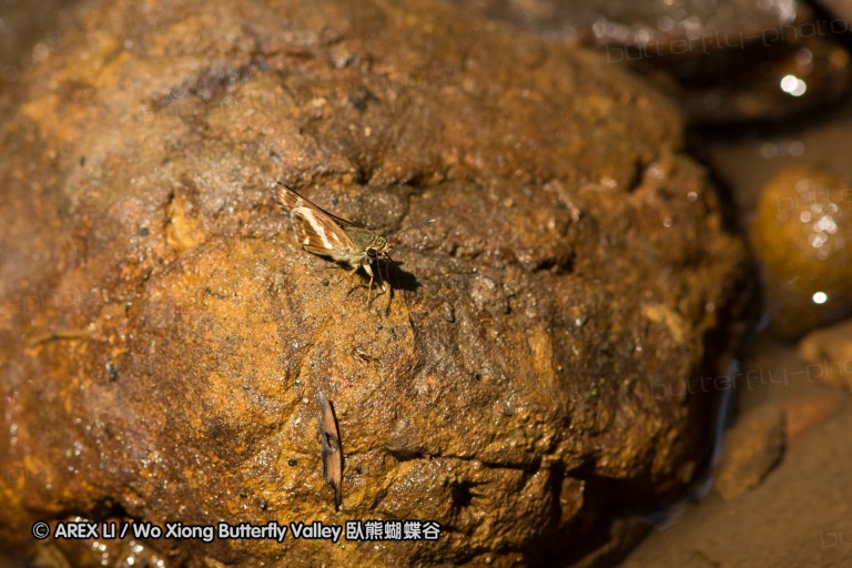 140309_chiangdao_080.jpg