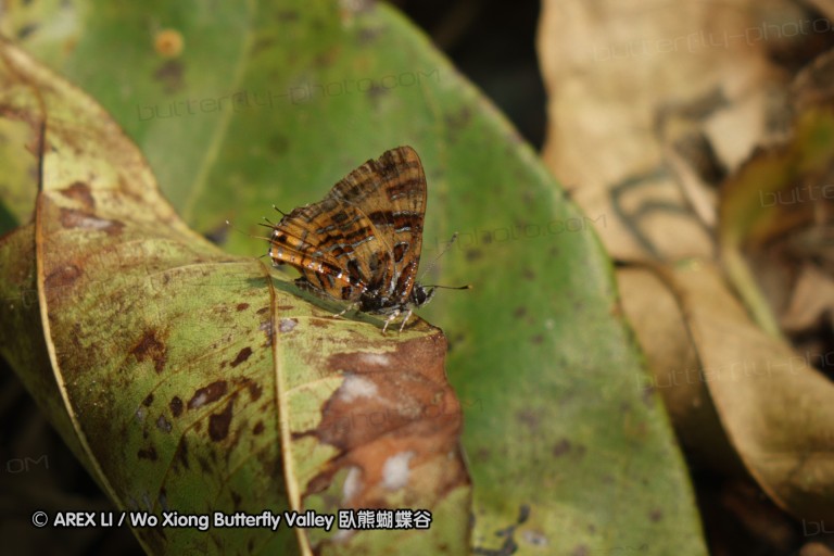 140309_chiangdao_094.jpg