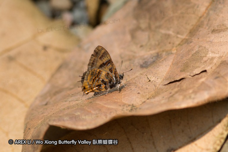 140309_chiangdao_097.jpg