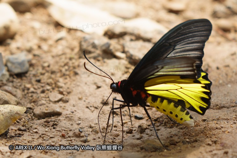 140309_chiangdao_108.jpg