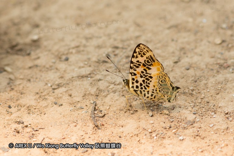 140309_chiangdao_117.jpg