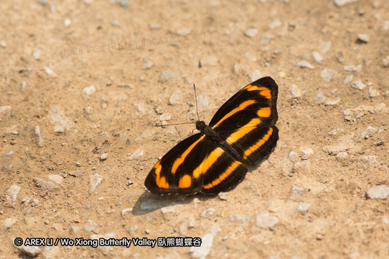 140309_chiangdao_136.jpg