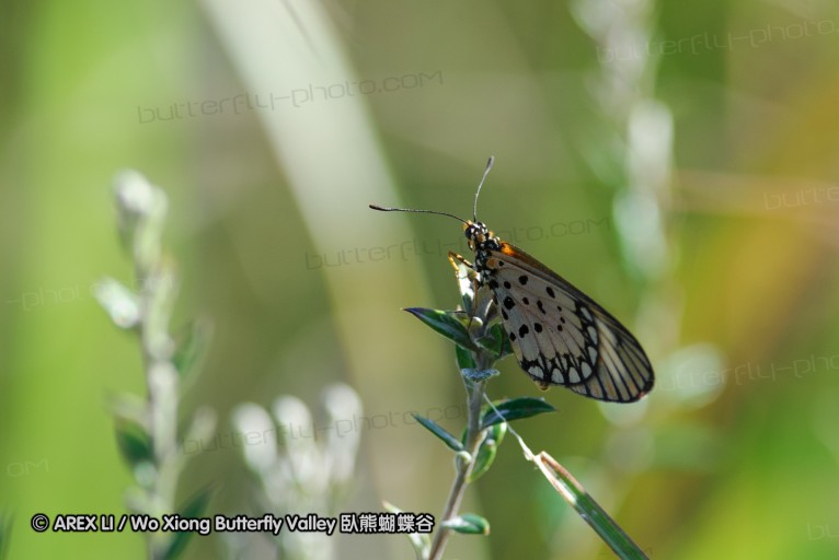 140418_eshowe_018.jpg