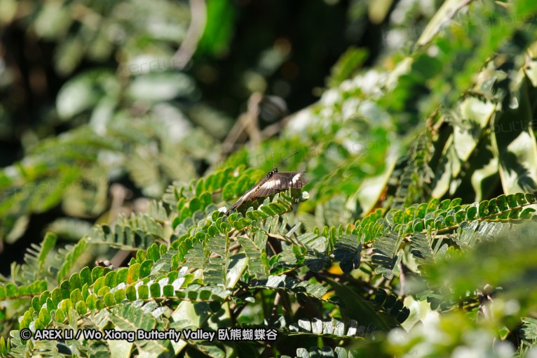 140418_eshowe_054.jpg