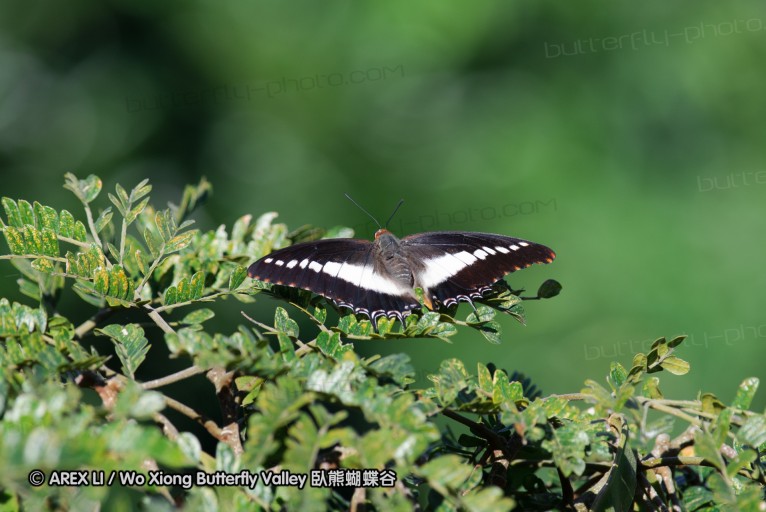 140418_eshowe_074.jpg