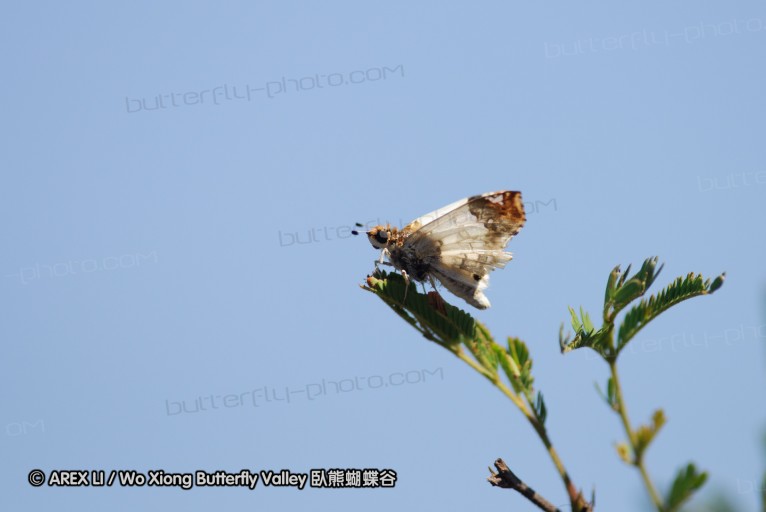140418_eshowe_121.jpg