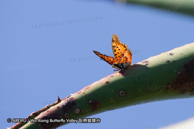 140418_eshowe_124.jpg