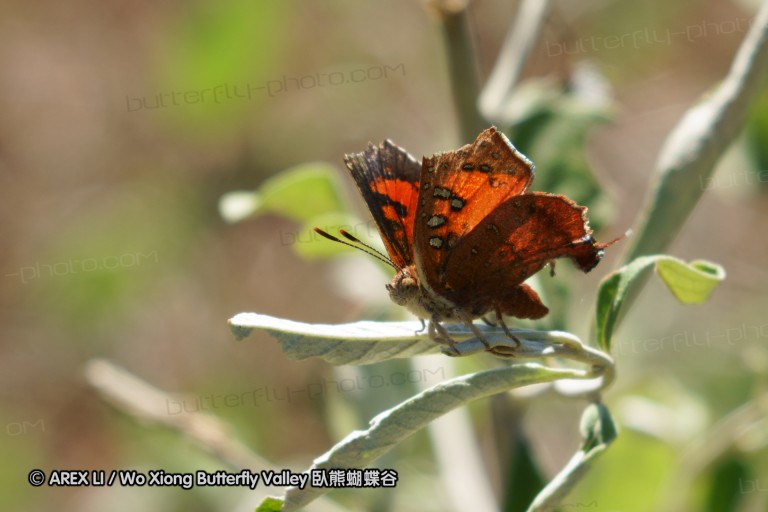 140418_eshowe_170.jpg