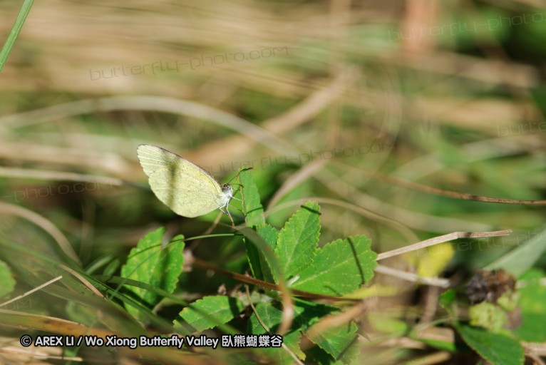 140419_ngoye_011.jpg