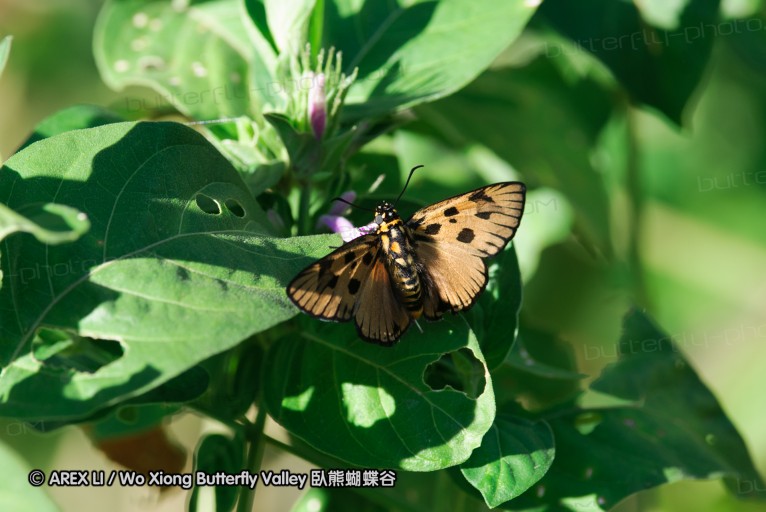 140419_ngoye_020.jpg