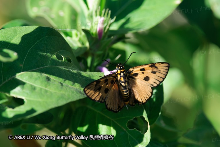 140419_ngoye_021.jpg