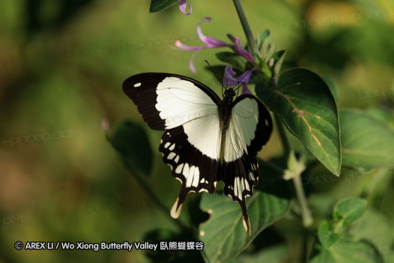 140419_ngoye_023.jpg