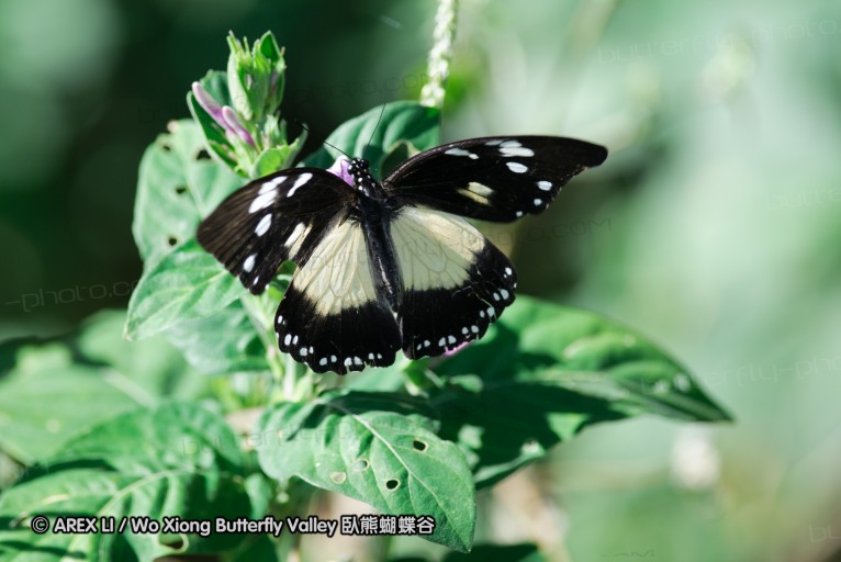 140419_ngoye_033.jpg