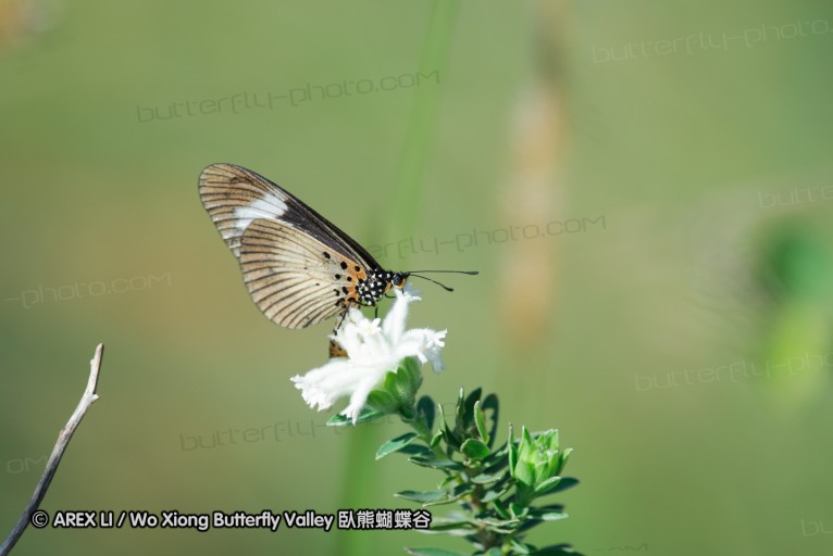 140419_ngoye_037.jpg