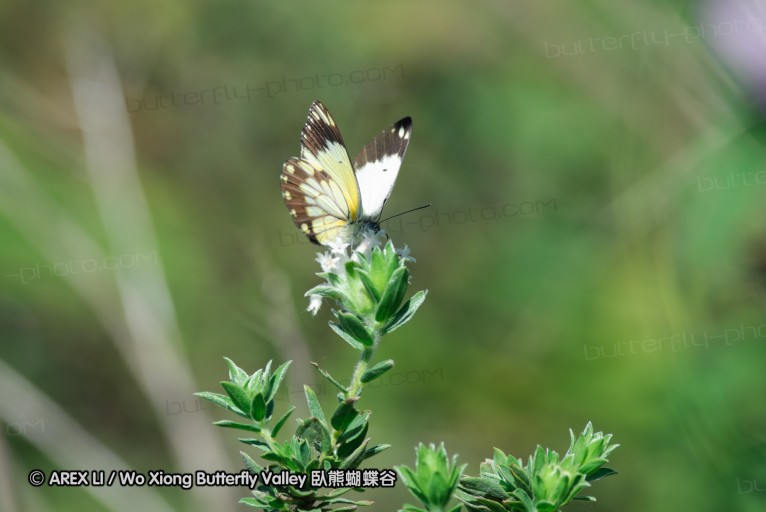 140419_ngoye_040.jpg