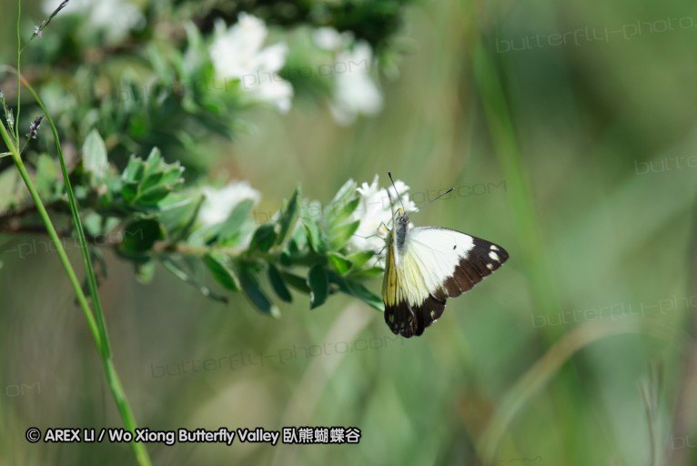 140419_ngoye_041.jpg