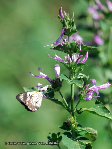 140419_ngoye_043.jpg