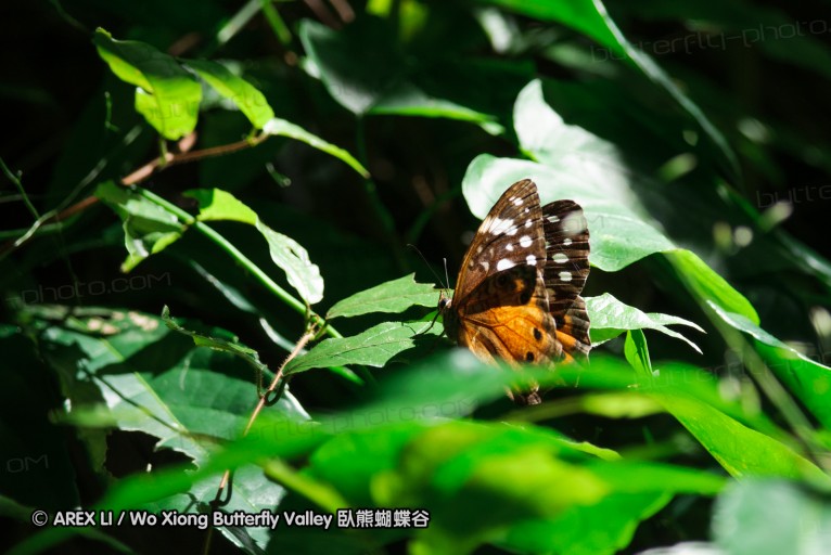 140419_ngoye_058.jpg