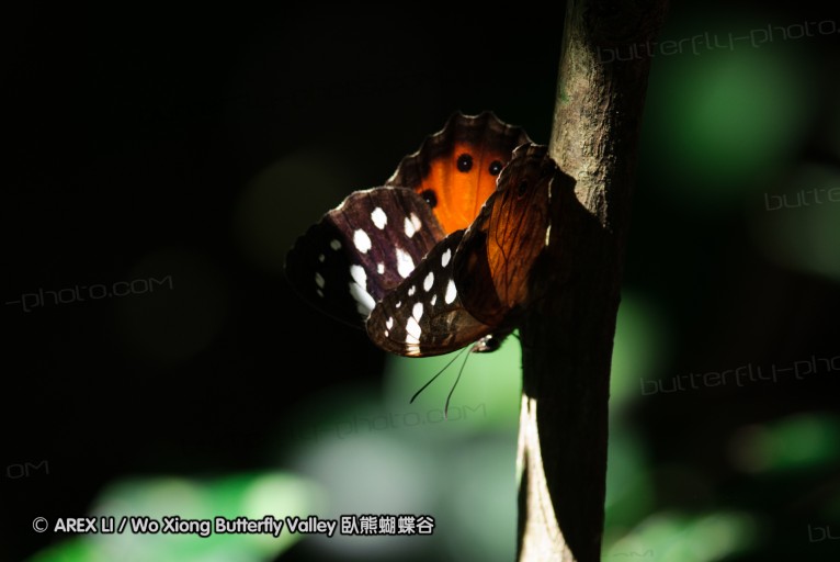 140419_ngoye_067.jpg