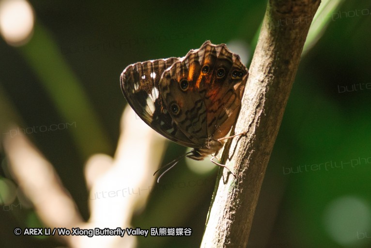 140419_ngoye_068.jpg