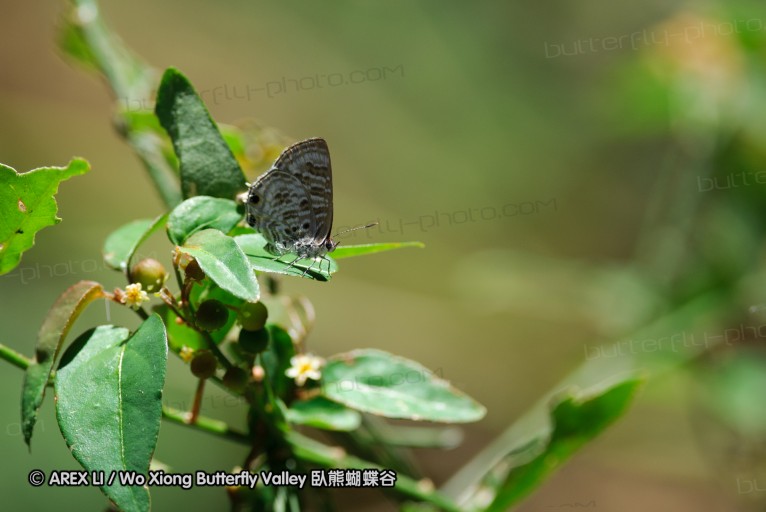 140419_ngoye_070.jpg