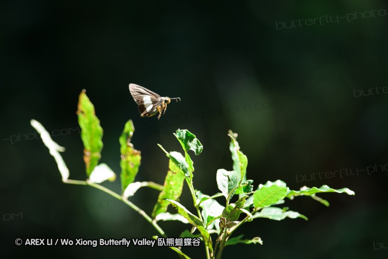 140419_ngoye_073.jpg