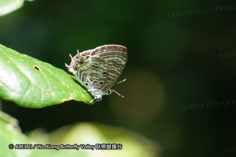 140419_ngoye_080.jpg