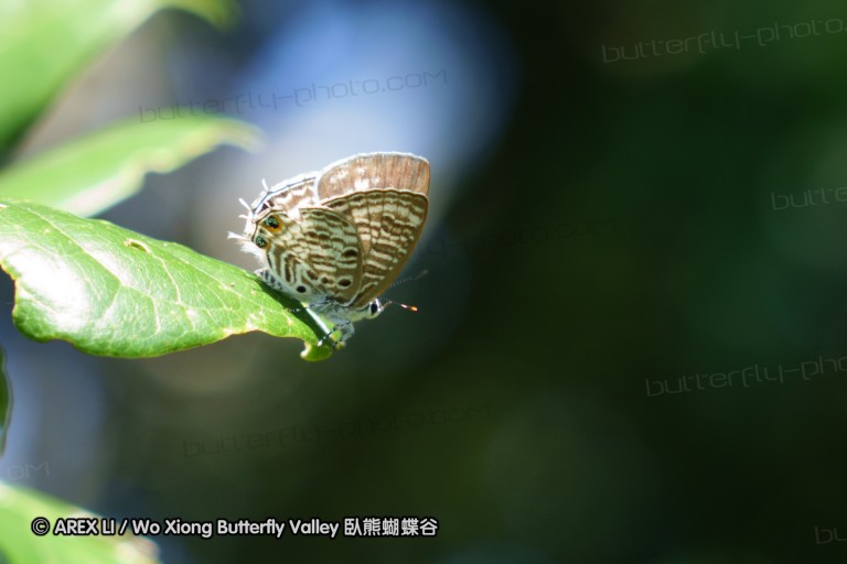 140419_ngoye_081.jpg