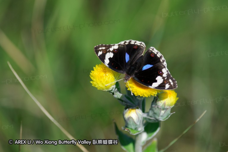 140419_ngoye_098.jpg