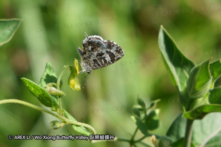 140419_ngoye_106.jpg