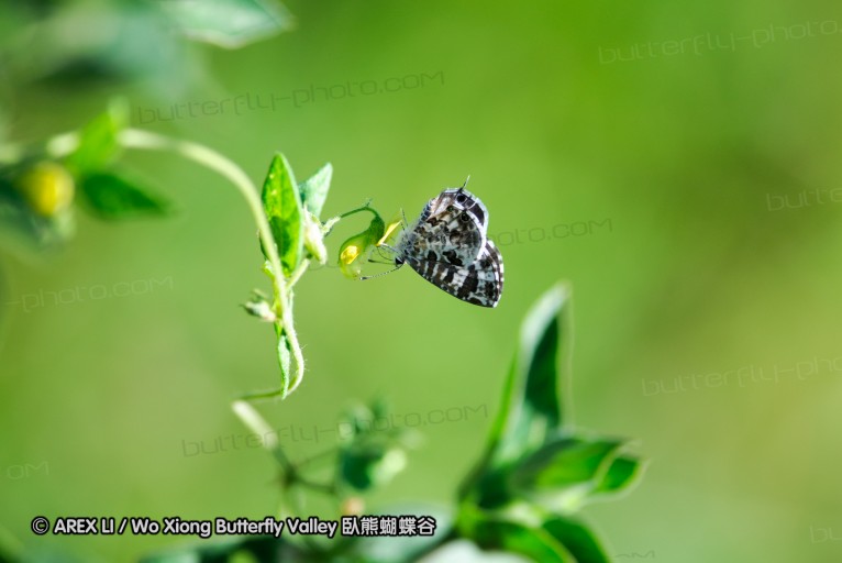 140419_ngoye_108.jpg