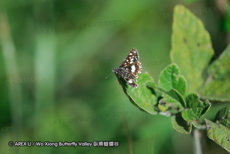 140419_ngoye_110.jpg