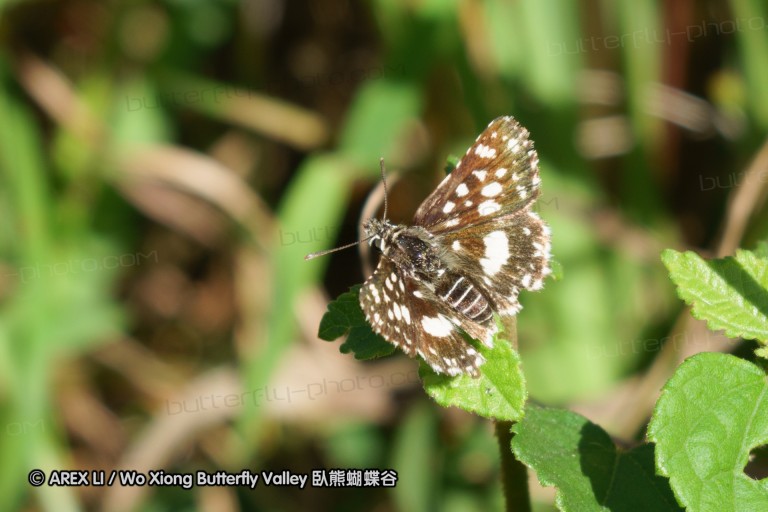 140419_ngoye_111.jpg