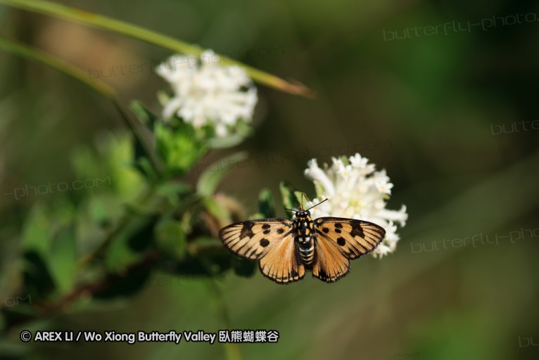 140419_ngoye_118.jpg