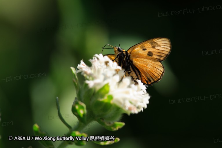 140419_ngoye_120.jpg