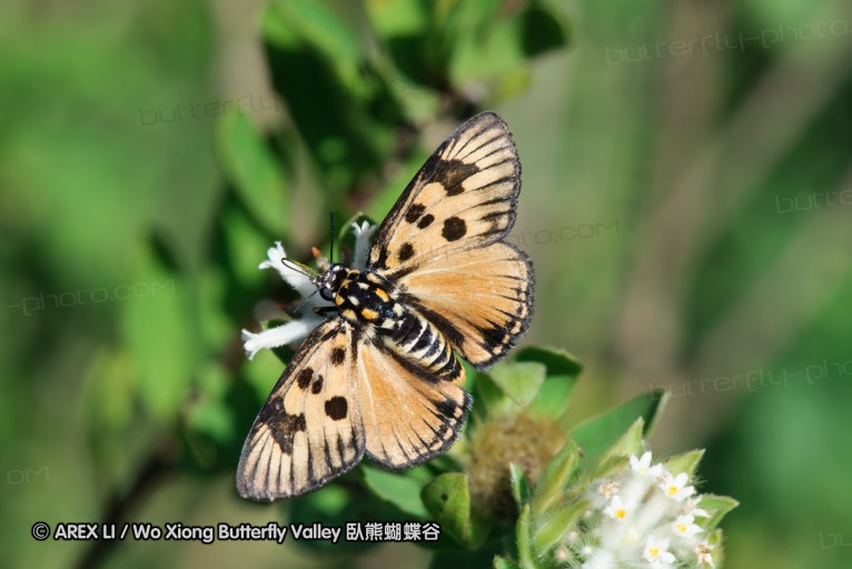 140419_ngoye_128.jpg