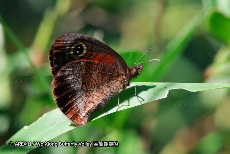 140419_ngoye_141.jpg
