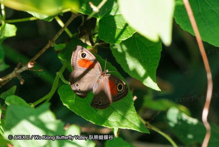 140419_ngoye_142.jpg