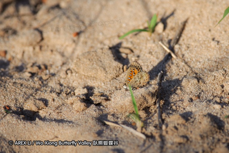 140421_tembe_015.jpg