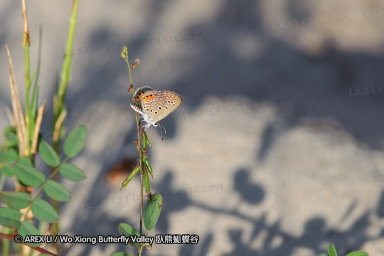 140421_tembe_018.jpg