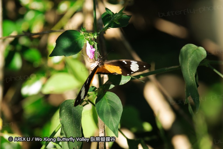 140421_tembe_035.jpg