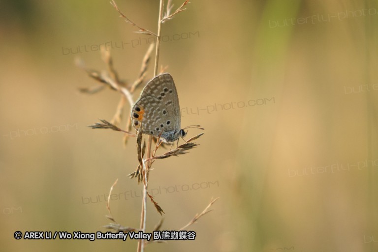 140421_tembe_036.jpg