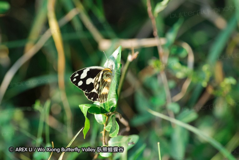 140421_tembe_037.jpg